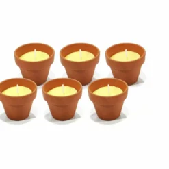 Citronella in vasetti terracotta 6 pezzi