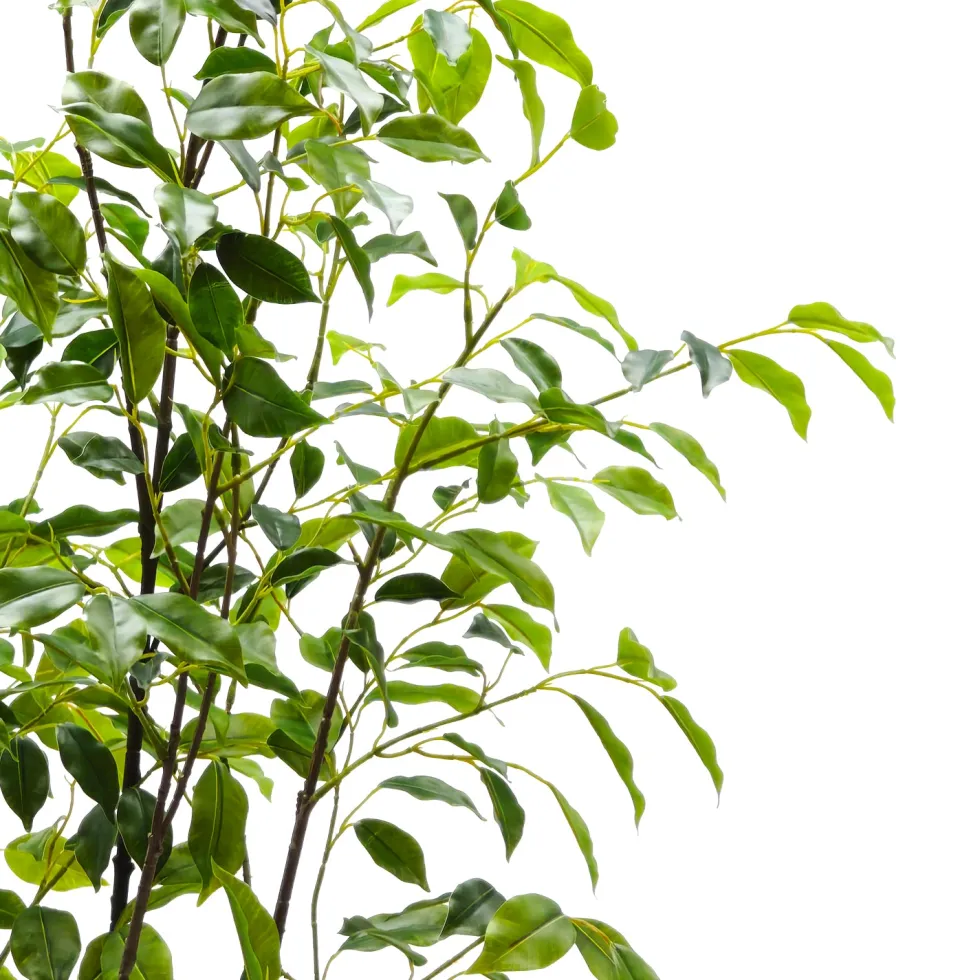 Pianta Artificiale Ficus in vaso