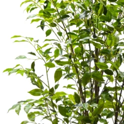 Pianta Artificiale Ficus in vaso