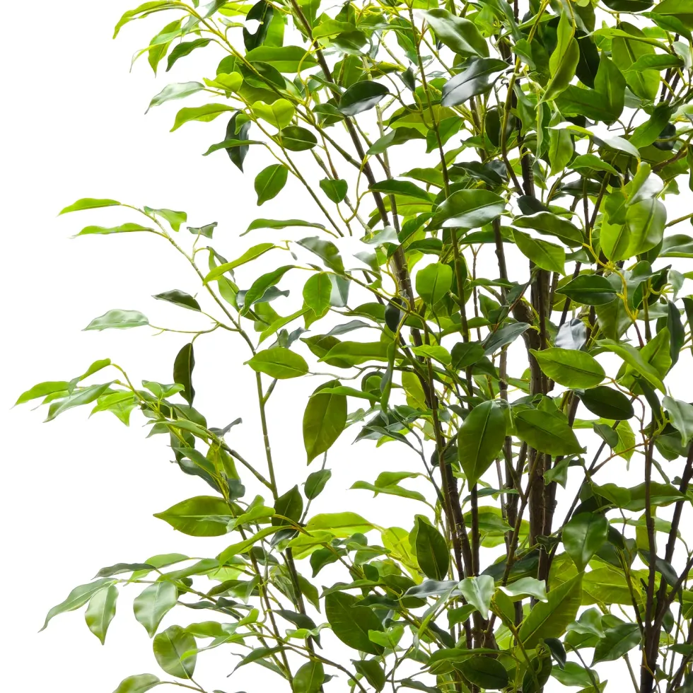 Pianta Artificiale Ficus in vaso