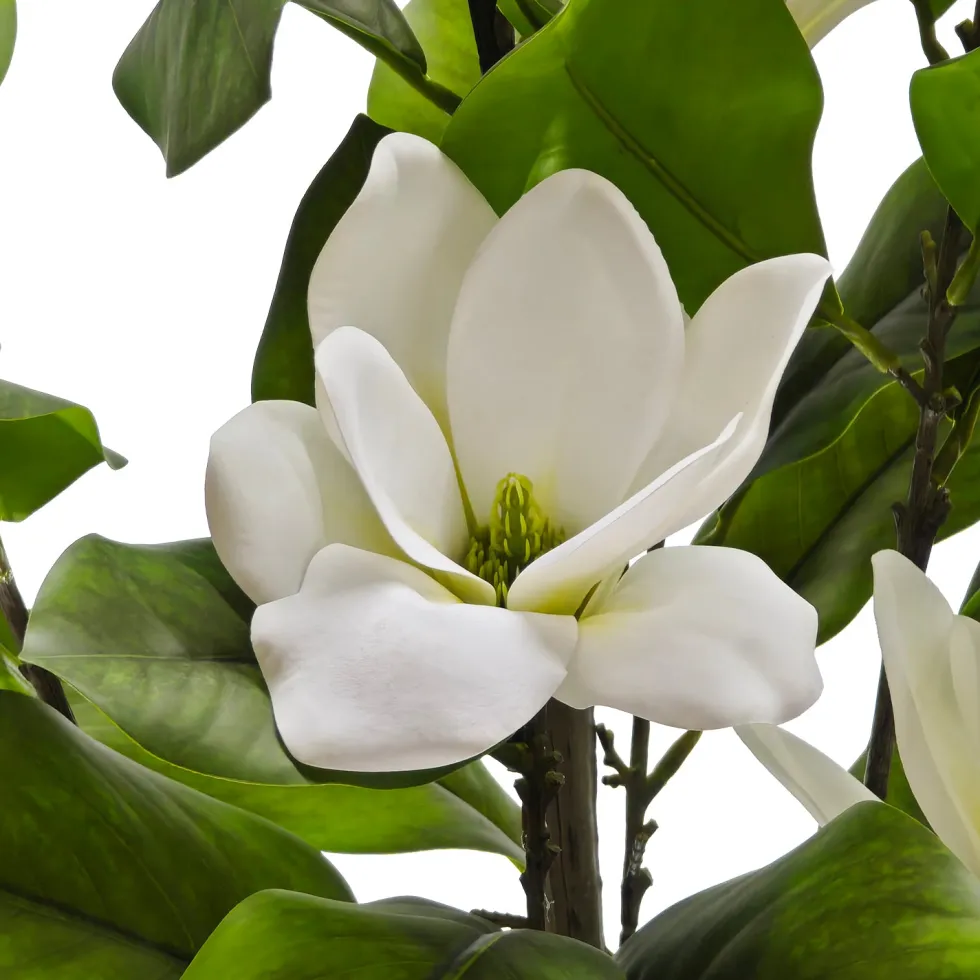 Pianta Artificiale Magnolia in vaso