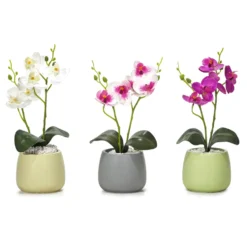 Pianta con Vaso e Spray Profumato 30 ml