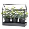 Set 3 Piante Artificiali Eucalipto in Serra Decorativa in Metallo Nero h22x24x10 cm