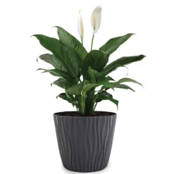 Vaso Sahara Flower Pot Antracite